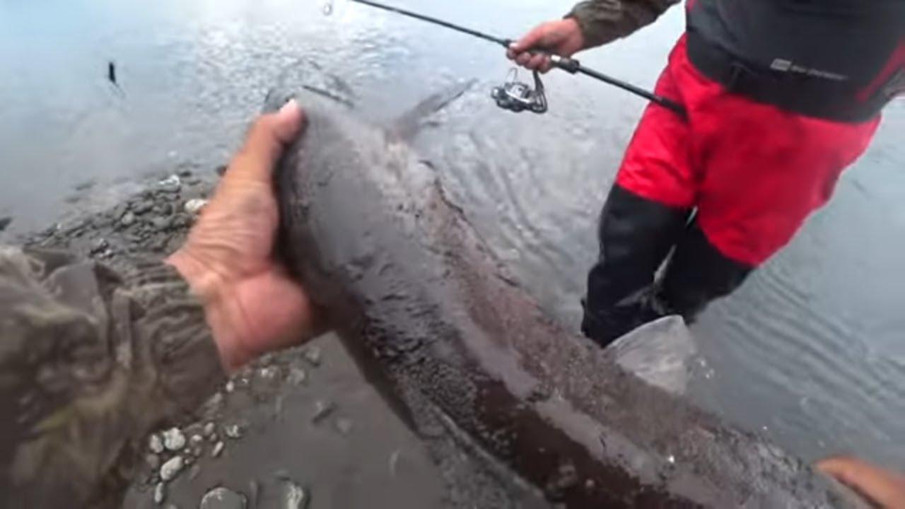 Комары съедают живьём! Тайменей съедают другие тайменя! Уха из комаров!