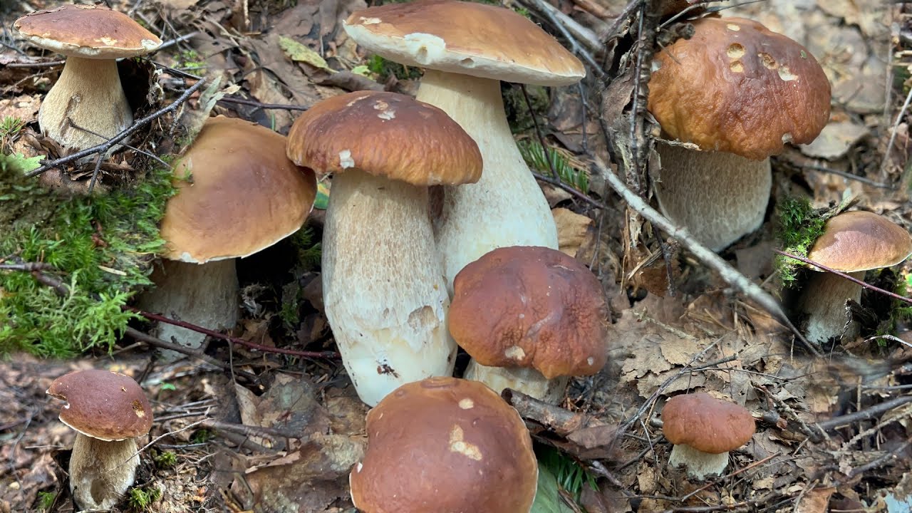 Ep30 ไม่ผิดหวังจริงๆวันนี้‼️ร้อนมาหลายวัน มาดูป่าเห็ดผึ้ง ไม่เชื่อเลย ออกเป็นหมู่มีแต่ดอกสวยๆ#เห็ด