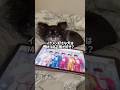 【検証】M!LKでイケメン好きな犬は誰が好き? #チワワ #犬のいる生活 #検証 #shorts #佐野勇斗