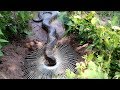 Brave Girl Catch Big Water Snake Using Electric Fan Guard - Electric Fan Guard Snake Trap