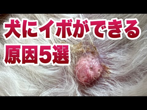 犬のスキンタグ、飼い主が知っておきたい見分け方と原因
