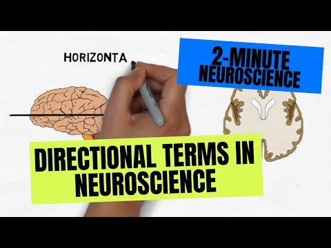 2-Minute Neuroscience: Directional Terms in Neuroscience