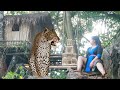 the leopard loves the girl making birds cage catch birds cuab piv