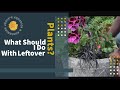 How to Use Leftover Plants| Jhuly&#39;s Aquatics &amp; Gardening