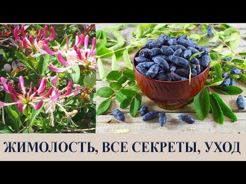 ЖИМОЛОСТЬ, ВСЕ СЕКРЕТЫ, УХОД