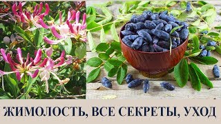 ЖИМОЛОСТЬ, ВСЕ СЕКРЕТЫ, УХОД