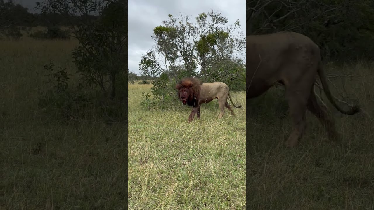Shocking Lion After Intense Battle