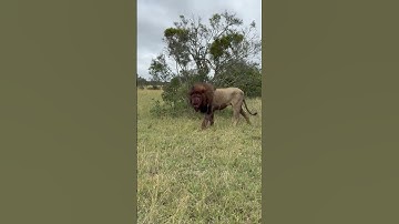Shocking Lion After Intense Battle