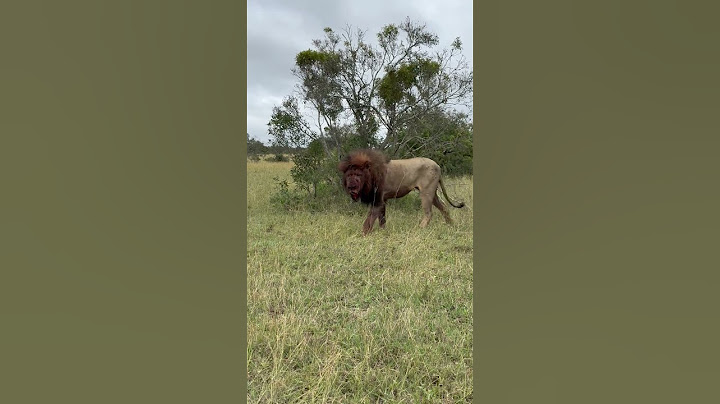 Shocking Lion After Intense Battle