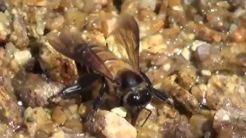 [Video 5] Mật ong rừng nguyên chất loại xịn giá rẻ giá rẻ nhất