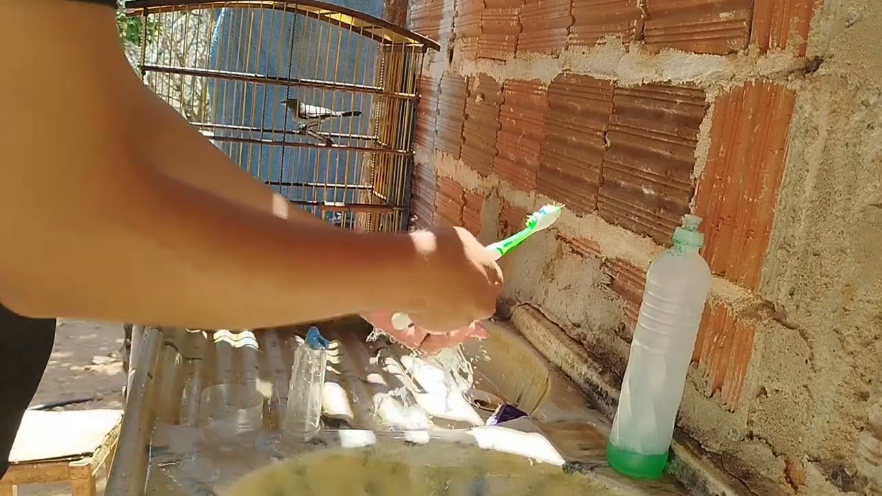 Dando aquele talento nas gaiolas 💥