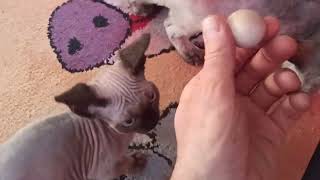 Idealna zabawka dla małych kotów. #kropelkadevonrex 😻 #devonrex 🐱 #kot 🐾