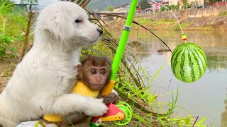 Monkey Baby BoBo goes fishing watermelon to make ice cream for puppy