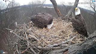 Hanover Pa Live Streaming Bald Eagle Nest Webcam Hdontap Com Mozilla Firefox 2024 02 11 16 51 2