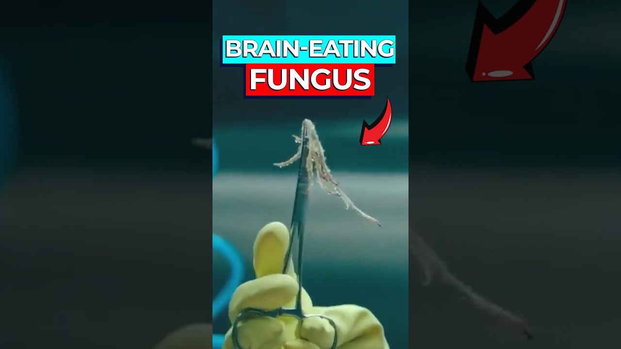 Scientists Discover Brain-Eating Fungi Infecting Humans