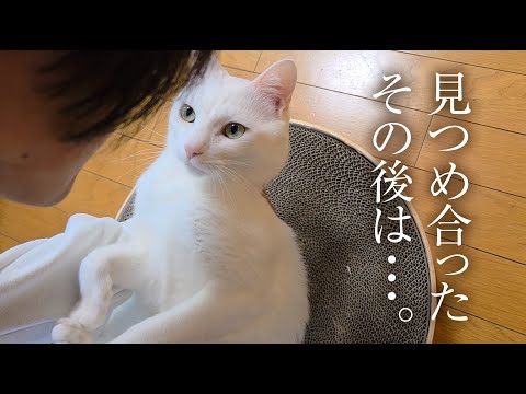 A family and a white stray cat. - YouTube