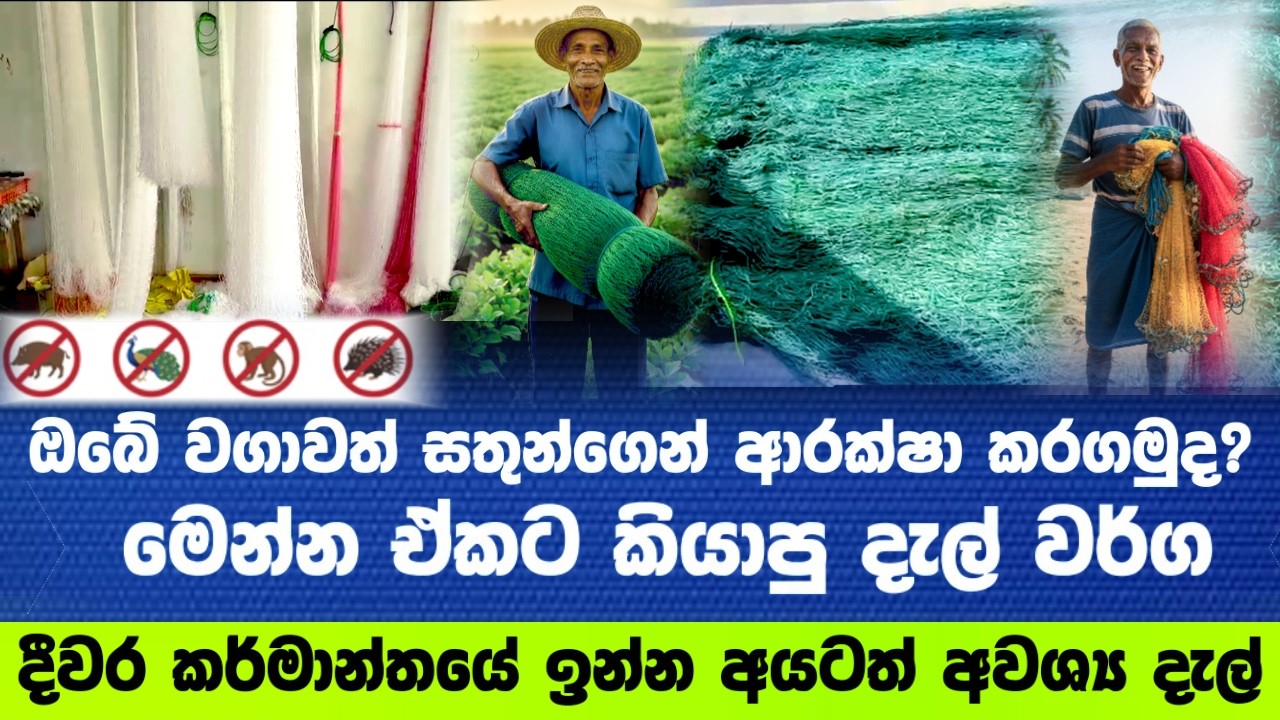 ඔබේ වගාවත් සතුන්ගෙන් ආරක්ෂා කරගමුද?මෙන්න ඒකට කියාපු දැල් වර්ග දීවර කර්මාන්තයේ ඉන්න අයටත් අවශ්‍ය දැල්