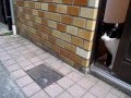 おかえりと迎えに来てくれる猫