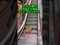 これが噂の天国への階段というやつか…？