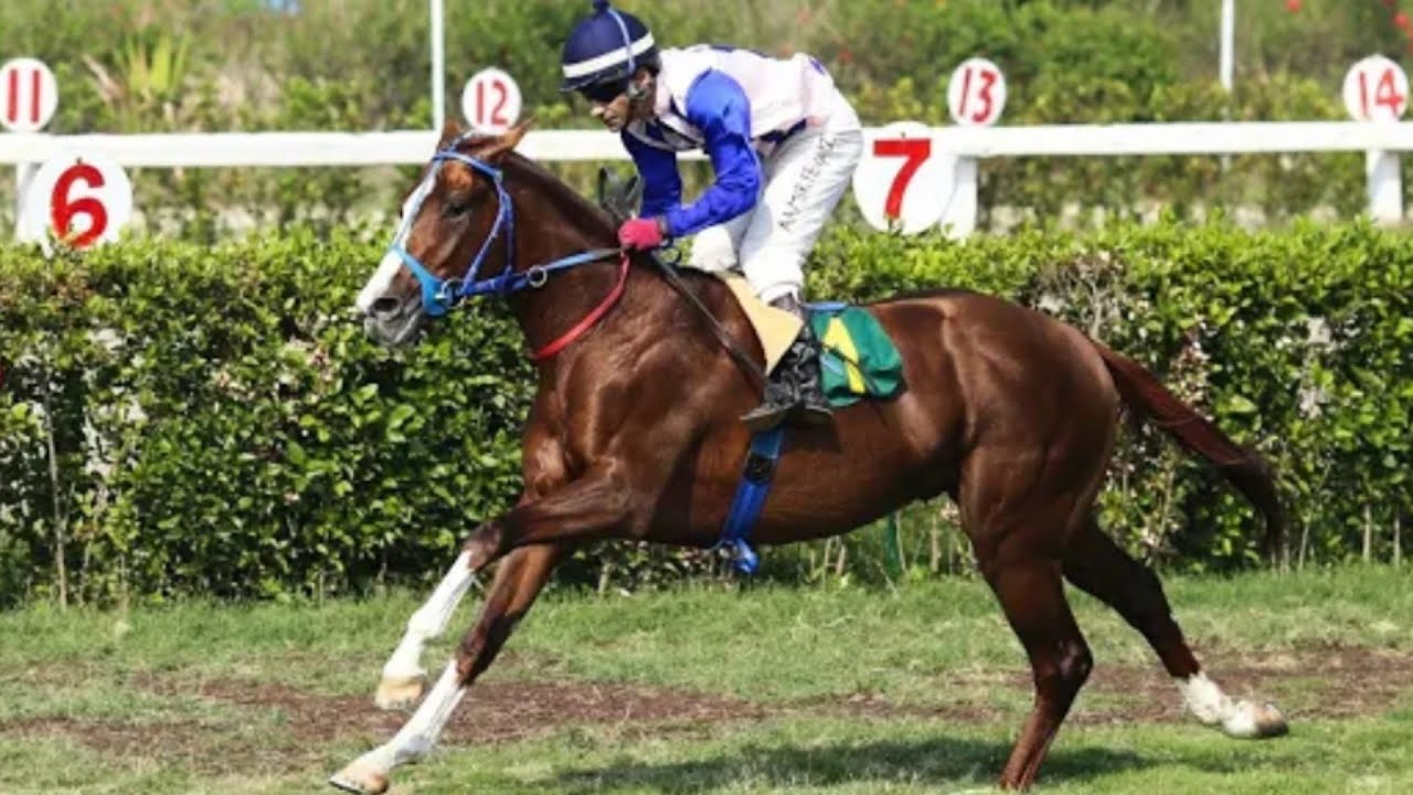 5th Race 1600 Mtr Spring Cup Winner Jim And Tonic Ridden By Jockey Amir ...