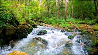 Forest Stream Ambience 4K | Natural Water Sounds | Living Background for TV | 2 Hours