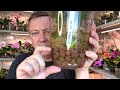 ОЖИВЛЕНИЕ ОРХИДЕЙ АВВА наращивание корней орхидеи и полив в моховом гнезде