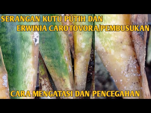 Video: Gulma Lidah Mertua Sansevieria: Cara Pengendalian Tanaman Lidah Mertua