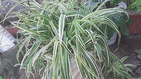 Bí Ẩn Về Cây Ngải Nàng Chuyền Bạn Chưa Biết @TÒNG VĨ TV