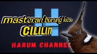 Masteran cililin jernih paling mudah di tirukan