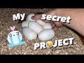 My Secret Project