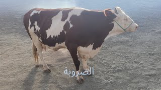 سوق الأبقار أربعاء السويهلة الجودة عالية والثمن مستقر #المغرب #الأبقار #الجزائر