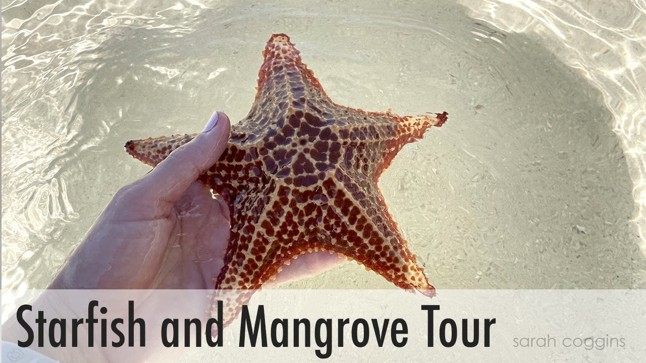 Grand Cayman: Starfish and Mangrove Tour - 2paws Designs