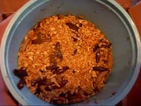 geckos food The Worms Are In! (Some Bad News)