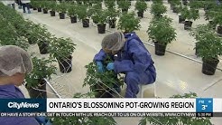 A look inside Ontario’s largest legal marijuana grow-op, Largest Outdoor Cannabis Farm in World (Canna Cribs Episode 4: Los Sueños Farms), Canna Cribs: E2 - Grow Op Farms/Phat Panda - Cannabis Grow Operation in Spokane, Washington, The New Breed of Marijuana Grow Op - the fifth estate