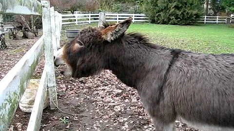 Pablo say's hello to the horses next door. "Yee Haw"