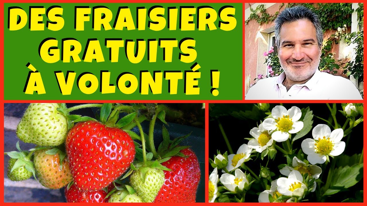 Des fraisiers gratuits à volonté au jardin potager ! 🍓🍓🍓