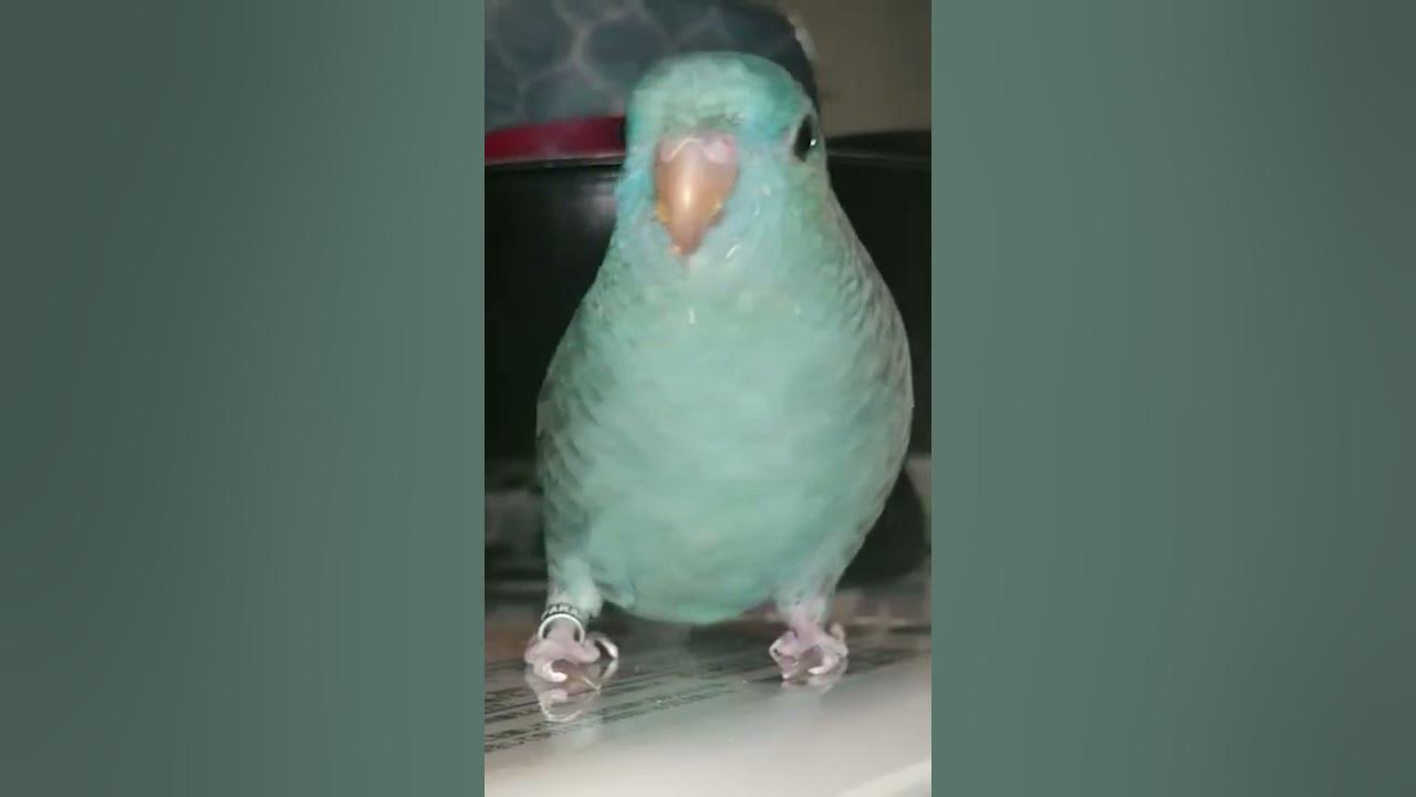 珍しいサザナミインコの鳴き声 静かなサイレント鳴き Youtube