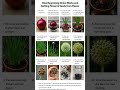 #garden #growth #plants #onion getting free seeds from onion