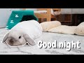 My bunny night time routine