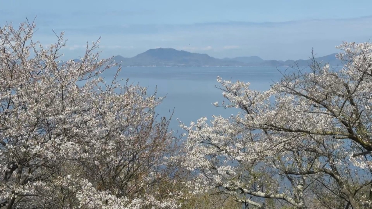 見下ろすと広がる桜と海の絶景 伊吹島で「桜まつり」 香川・観音寺市