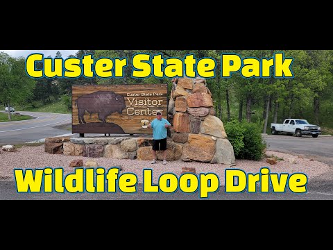 Custer State Park Famous Wildlife Loop!