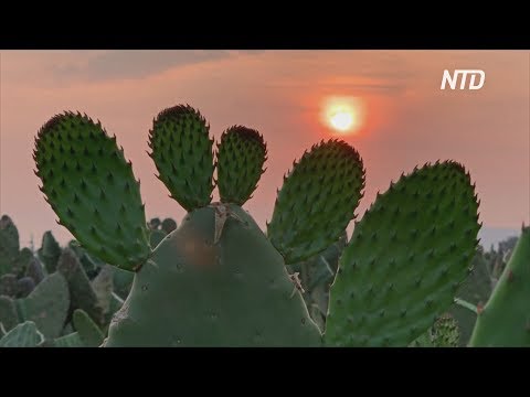 Производители кактусов в Мексике выбрасывают урожай из-за коронавируса