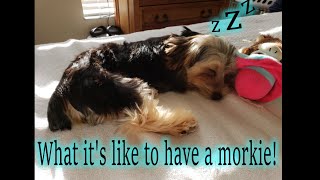 What it's like to have a Shelly Belly (Morkie)