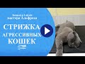 Стрижка агрессивных кошек и котиков.