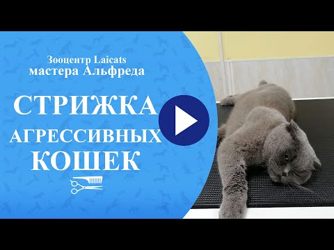 Стрижка агрессивных кошек и котиков.