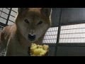 【柴犬ジロー】囲炉裏で焼き芋【Shiba Inu】