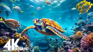 4K Stunning Underwater Wonders of the Red Sea - Colorful Coral Reef Inhabitants (4K VIDEO ULTRA HD)