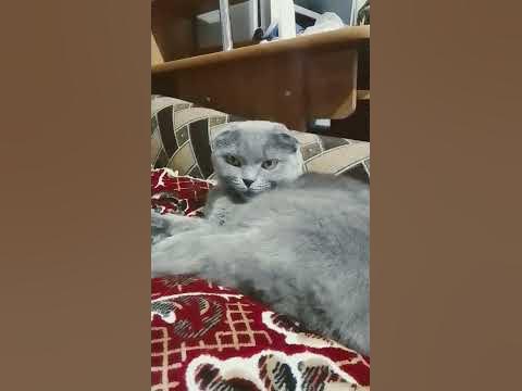 пуся - YouTube