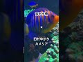 海水水槽✖︎ 田村ゆかり/カメリア/エリスの聖杯/第1期/2026年冬