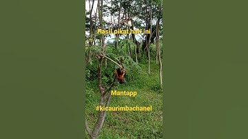 pikat burcil super ampuh, lihat hasilnya